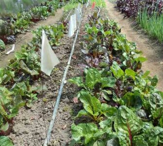 Hoop-House Intercropping in Spring Image